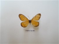 藏品(苧麻珍蝶)的圖片